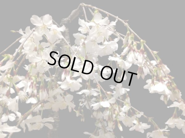 画像4: しだれ富士桜 中品盆栽素材 (4)