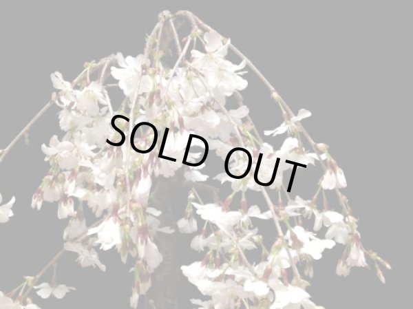 画像5: しだれ富士桜 中品盆栽素材 (5)