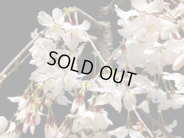 画像3: しだれ富士桜 中品盆栽素材 (3)