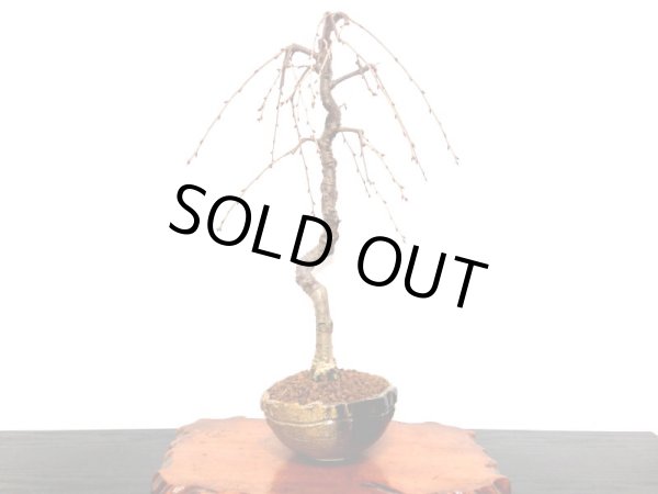 画像6: しだれ富士桜 中品盆栽素材 (6)