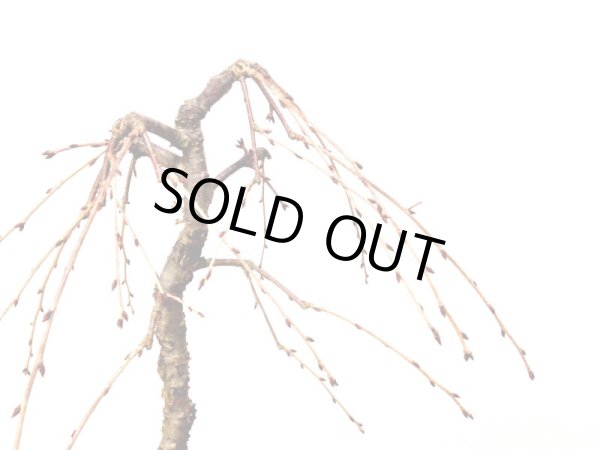 画像7: しだれ富士桜 中品盆栽素材 (7)