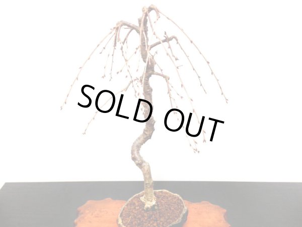 画像10: しだれ富士桜 中品盆栽素材 (10)