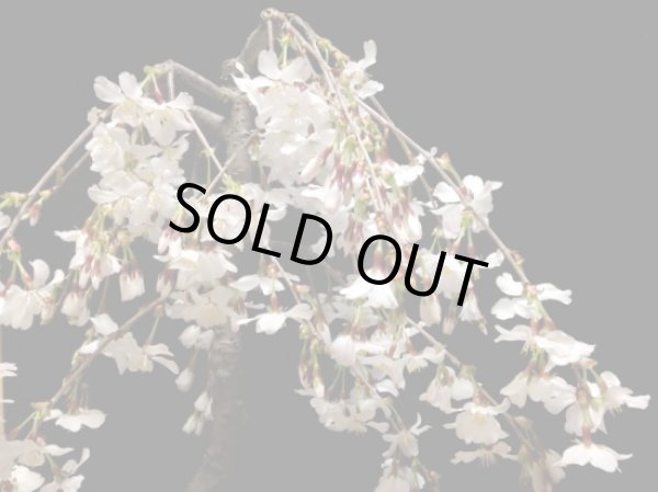 画像2: しだれ富士桜 中品盆栽素材 (2)