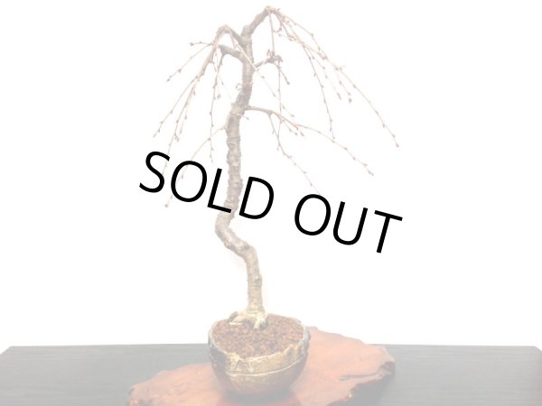 画像8: しだれ富士桜 中品盆栽素材 (8)