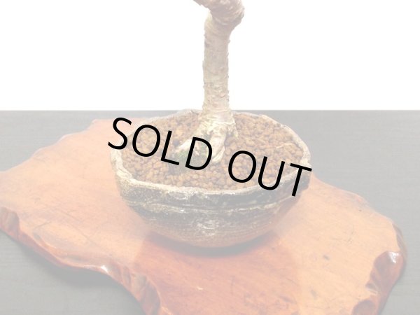 画像9: しだれ富士桜 中品盆栽素材 (9)