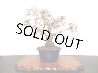 格安盆栽素材/生産品紹介/花梅 東雲 貴風盆栽素材 販売/通販のFROM JAPAN