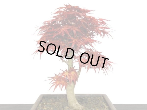 画像5: 清玄もみじ 貴風盆栽素材 (5)