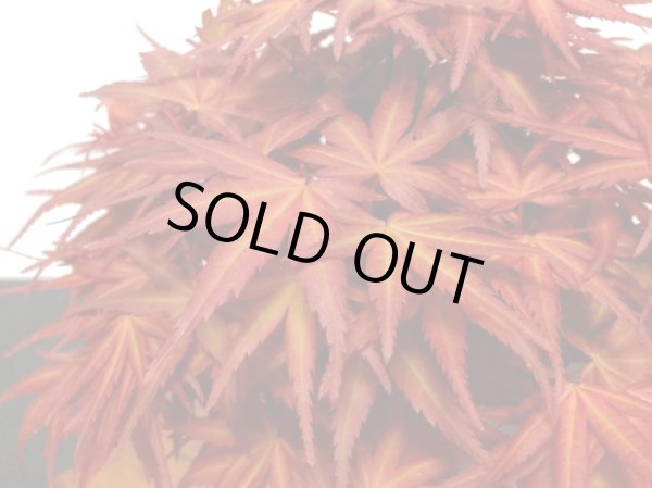 画像4: 清玄もみじ 貴風盆栽素材 (4)