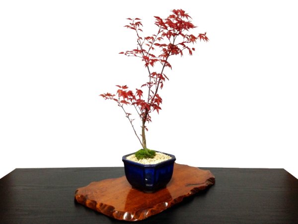 画像5: 出猩々もみじ　貴風盆栽素材 (5)