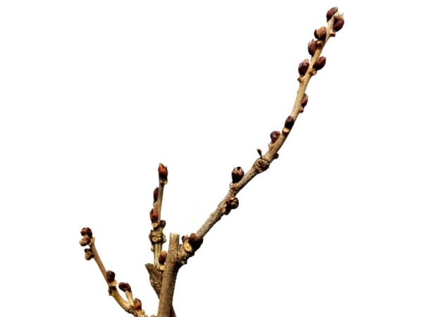 画像5: 一才藤 中品盆栽素材 (5)