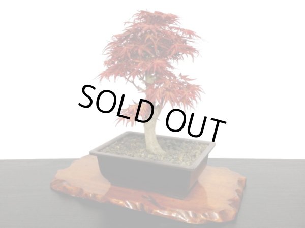 画像6: 清玄もみじ 貴風盆栽素材 (6)