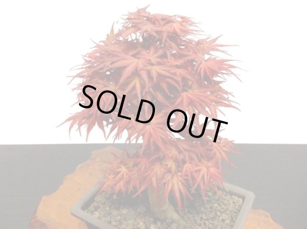 画像2: 清玄もみじ 貴風盆栽素材 (2)