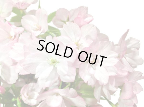 画像5: 旭山桜 貴風盆栽素材 (5)