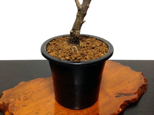 画像7: 一才藤 中品盆栽素材 (7)