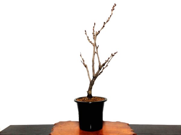 画像4: 一才藤 中品盆栽素材 (4)