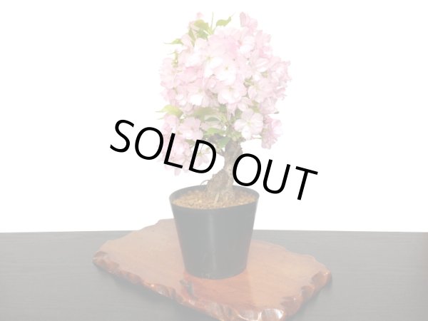 画像8: 旭山桜 貴風盆栽素材 (8)