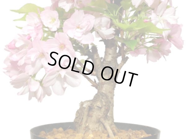 画像6: 旭山桜 貴風盆栽素材 (6)