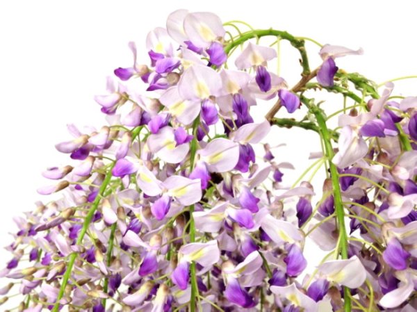 画像2: 一才藤 中品盆栽素材 (2)