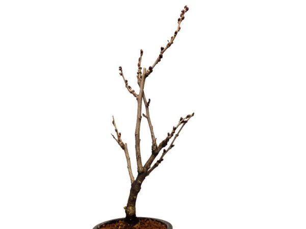 画像6: 一才藤 中品盆栽素材 (6)