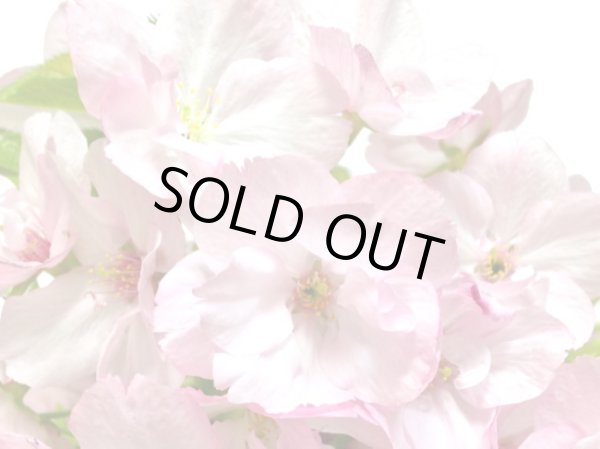 画像4: 旭山桜 貴風盆栽素材 (4)