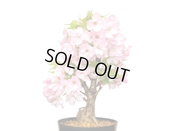 画像3: 旭山桜 貴風盆栽素材 (3)