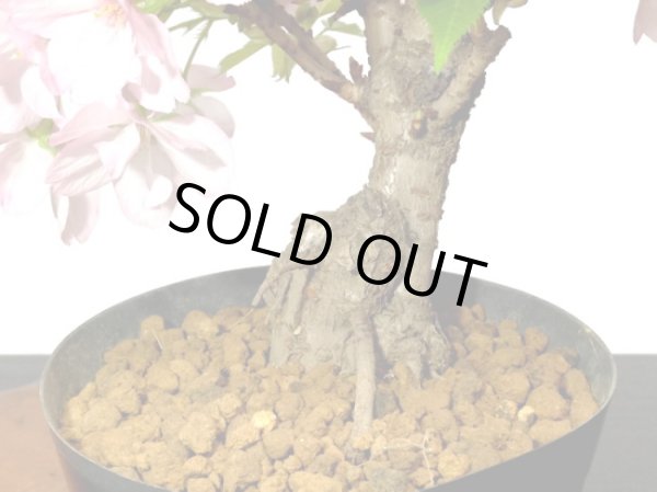 画像7: 旭山桜 貴風盆栽素材 (7)