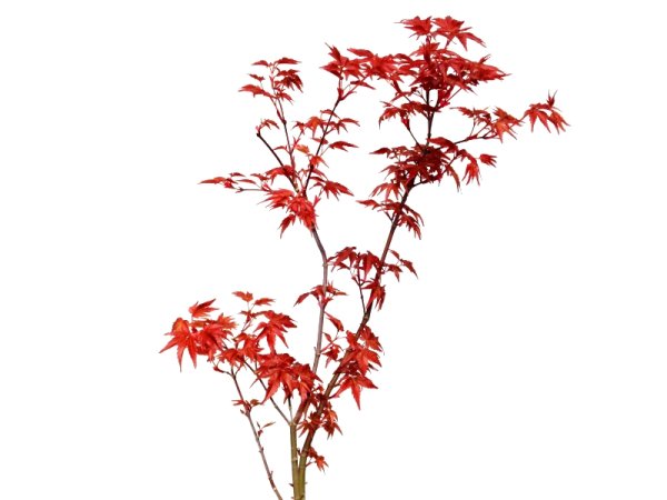 画像3: 出猩々もみじ　貴風盆栽素材 (3)