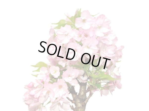 画像2: 旭山桜 貴風盆栽素材 (2)