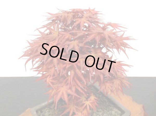 画像3: 清玄もみじ 貴風盆栽素材 (3)