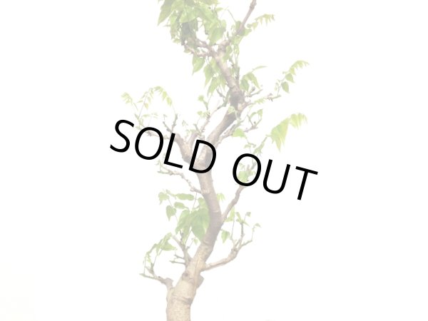 画像7: 一才藤 大品盆栽素材 (7)