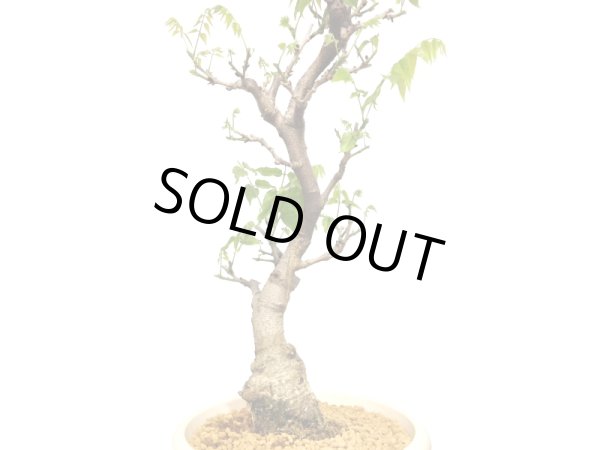 画像5: 一才藤 大品盆栽素材 (5)