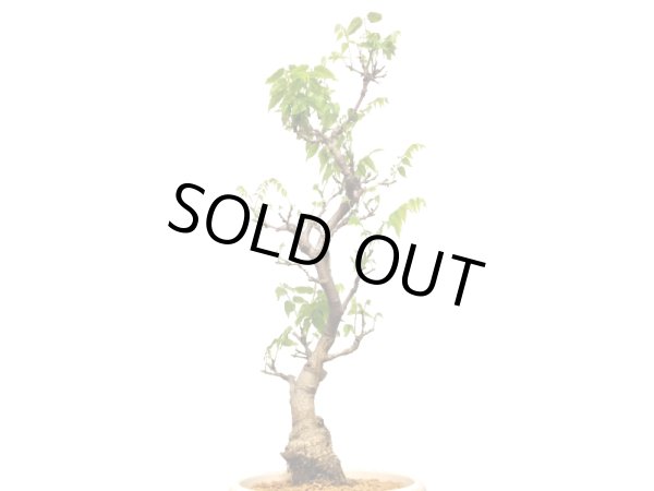 画像4: 一才藤 大品盆栽素材 (4)