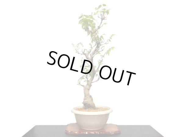 画像3: 一才藤 大品盆栽素材 (3)