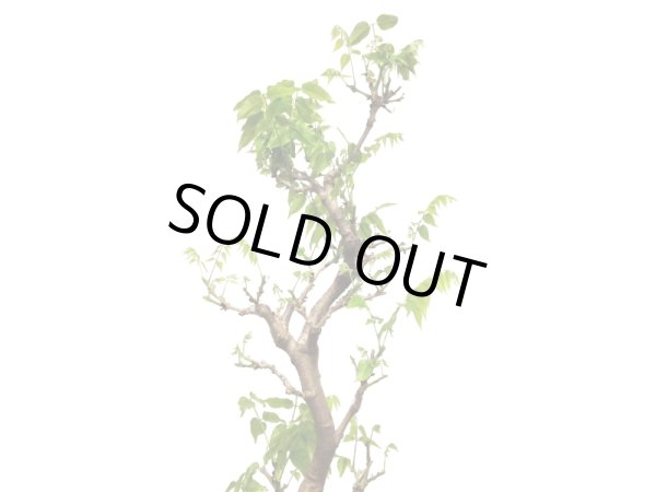 画像6: 一才藤 大品盆栽素材 (6)