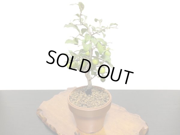 画像8: 老爺柿 楊貴妃 自根苗(正木) (8)