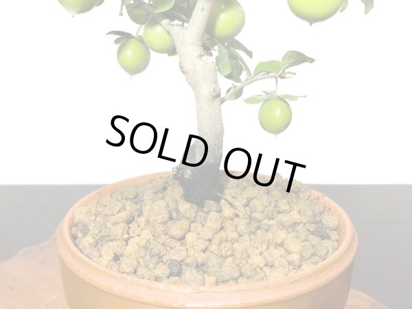 画像5: 老爺柿 楊貴妃 自根苗(正木) (5)