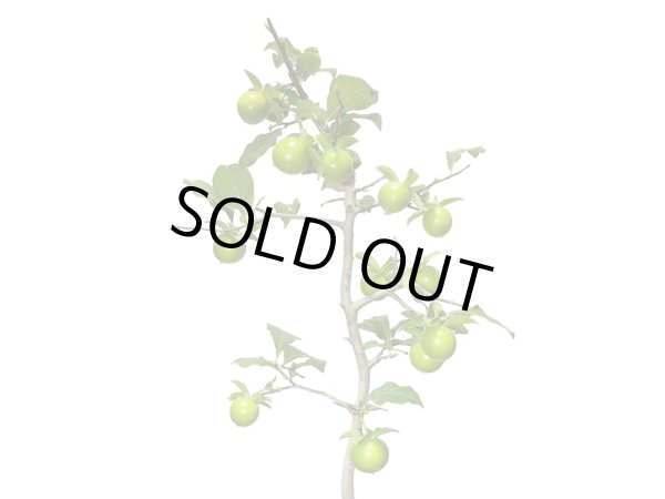 画像4: 老爺柿 鈴姫 自根苗(正木) (4)