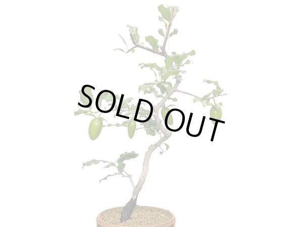 画像8: 老爺柿 紅筆 自根苗(正木) (8)