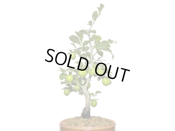 画像3: 老爺柿 楊貴妃 自根苗(正木) (3)