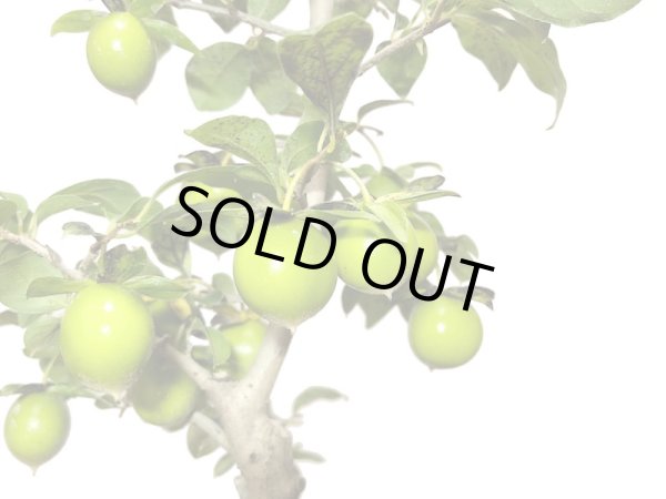 画像2: 老爺柿 楊貴妃 自根苗(正木) (2)