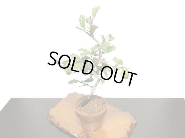 画像7: 老爺柿 紅筆 自根苗(正木) (7)