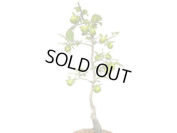 画像7: 老爺柿 鈴姫 自根苗(正木) (7)