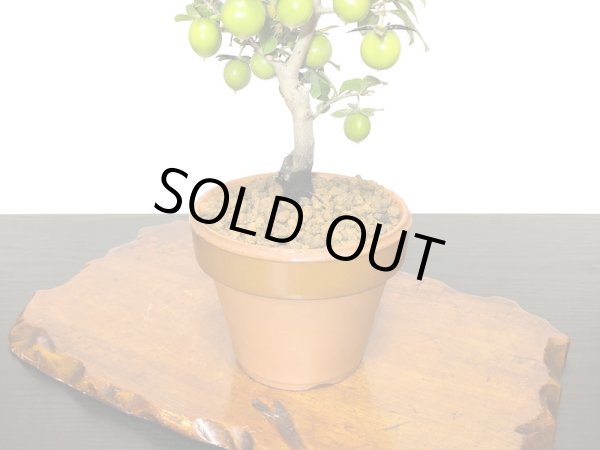 画像6: 老爺柿 楊貴妃 自根苗(正木) (6)