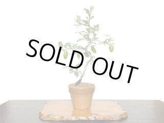 楓 カエデ 小品 盆栽 素材 格安盆栽素材/生産品紹介/楓（カエデ） 小品盆栽素材 販売/通販のFROM