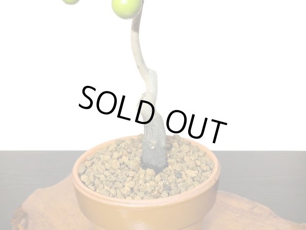 画像5: 老爺柿 鈴姫 自根苗(正木) (5)