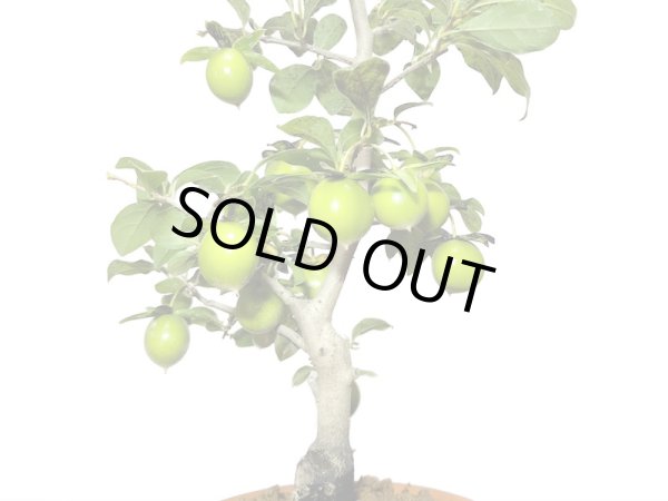 画像4: 老爺柿 楊貴妃 自根苗(正木) (4)