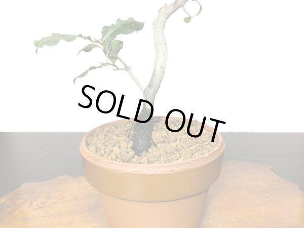 画像5: 老爺柿 紅筆 自根苗(正木) (5)