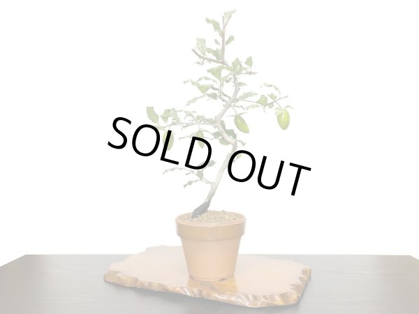 画像4: 老爺柿 紅筆 自根苗(正木) (4)