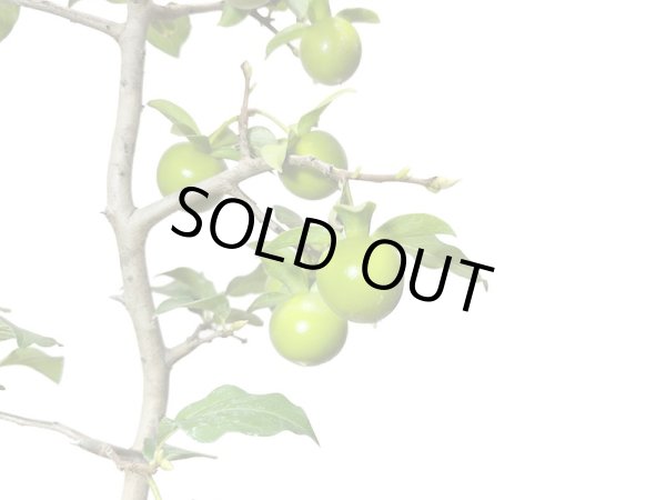 画像2: 老爺柿 鈴姫 自根苗(正木) (2)