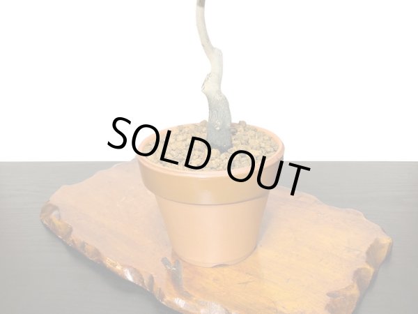 画像6: 老爺柿 鈴姫 自根苗(正木) (6)